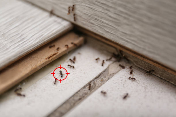 Best Bed Bug Extermination  in Murrieta, CA