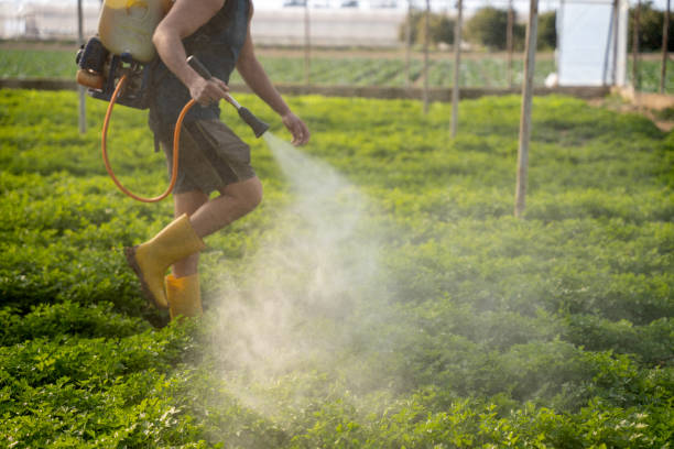 Best Affordable Pest Control Services  in Murrieta, CA