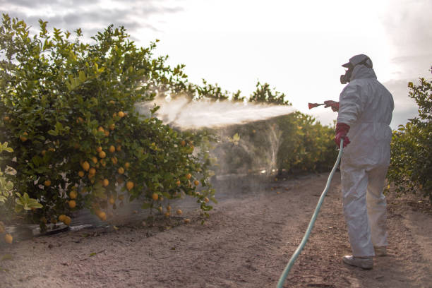 Best Rodent Control Near Me  in Murrieta, CA