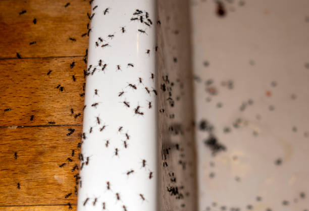 Pest Control Cost in Murrieta, CA