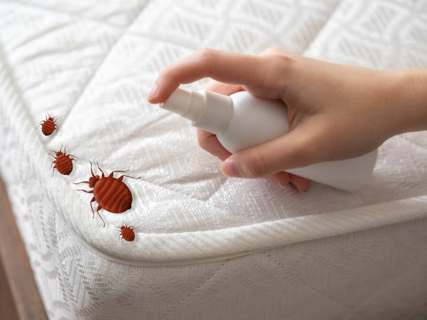 Best Pest Removal Services  in Murrieta, CA