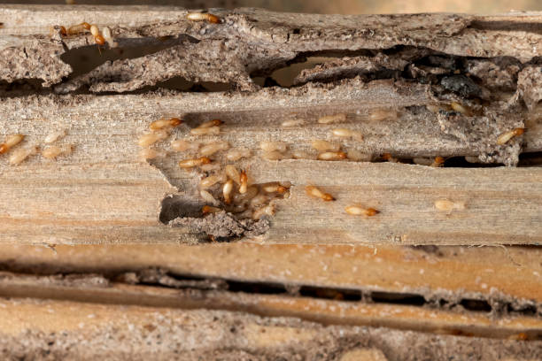 Best Rat Extermination Near Me  in Murrieta, CA
