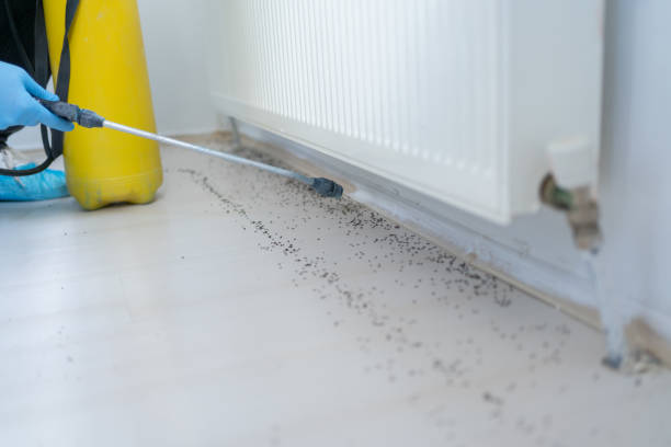 Best Mosquito Control Services  in Murrieta, CA