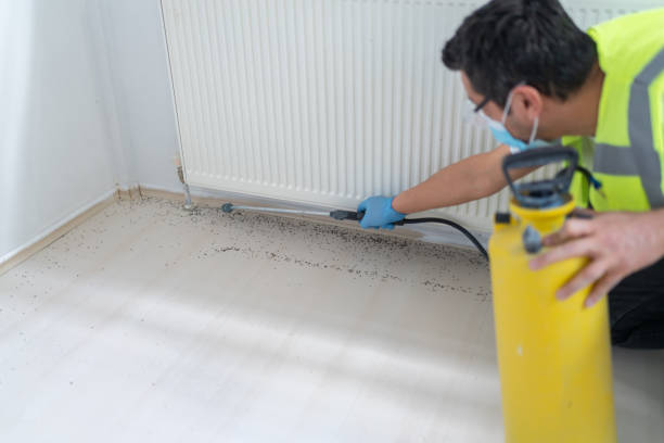 Best Pest Control Near Me in Murrieta, CA