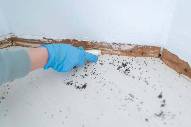 Best Flea Control Services  in Murrieta, CA